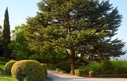 baumfaellung sanierung-button